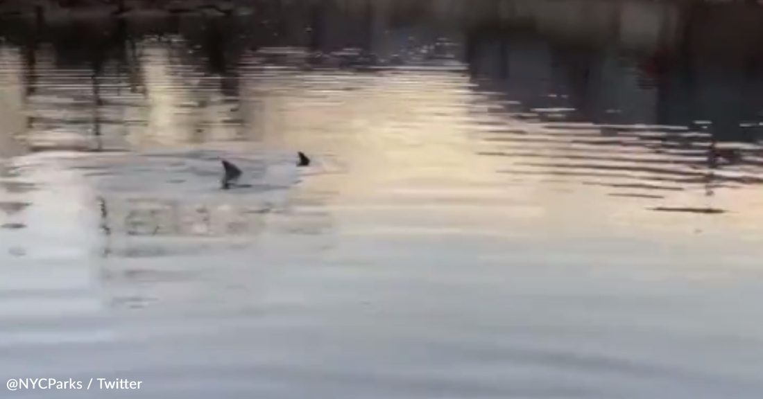 Dolphins Return To The Bronx River In New York City For The First Time In Years