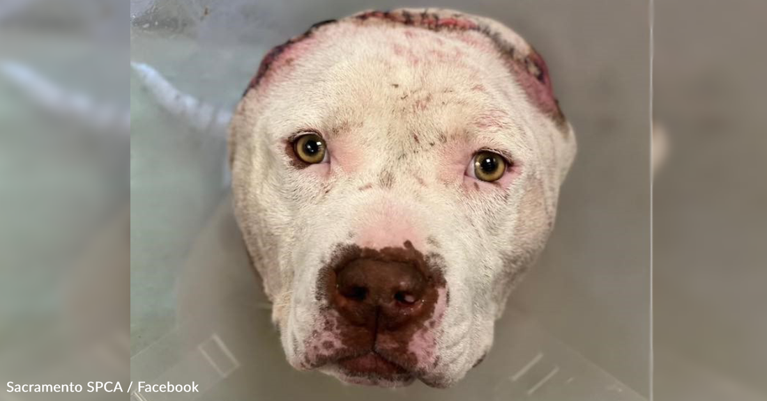 Vet Tech Crochets "Ears" For Sweet Rescue Pit Bull Who Lost His