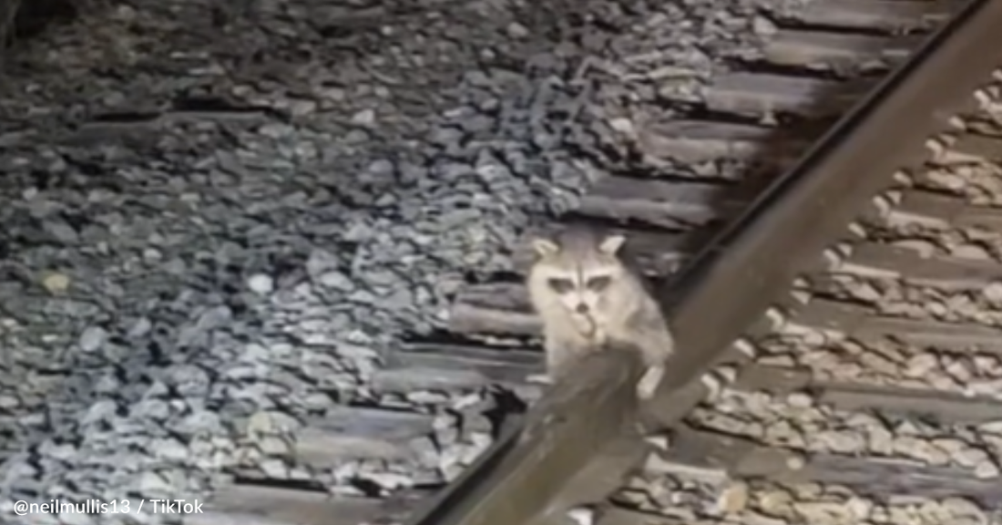 Railroad Worker Rescues Scared Raccoon Frozen To The Tracks