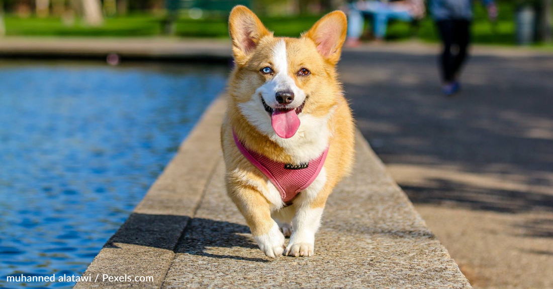 The Most Popular Dog Names Of 2022