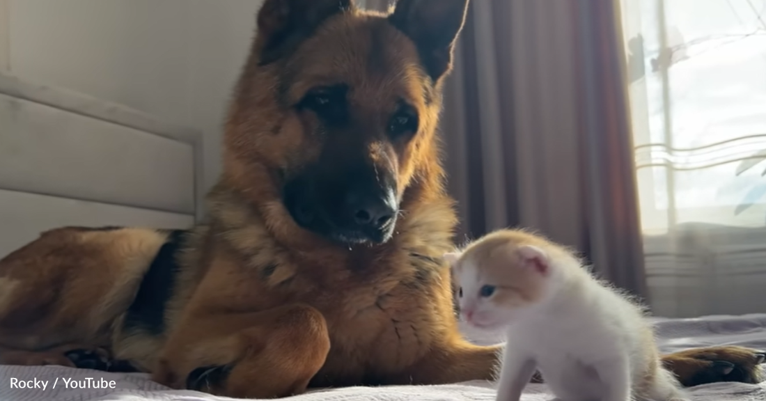 Confused German Shepherd Doesn't Know What To Think Of A Tiny Kitten