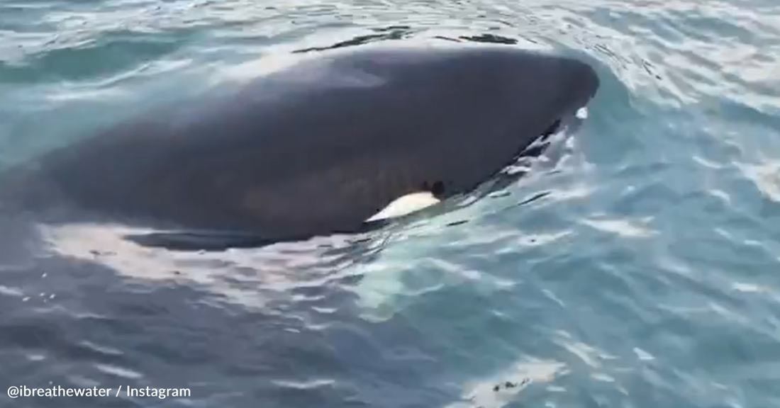 Otter Jumps Onto Fisherman's Boat To Avoid Being Eaten By An Orca