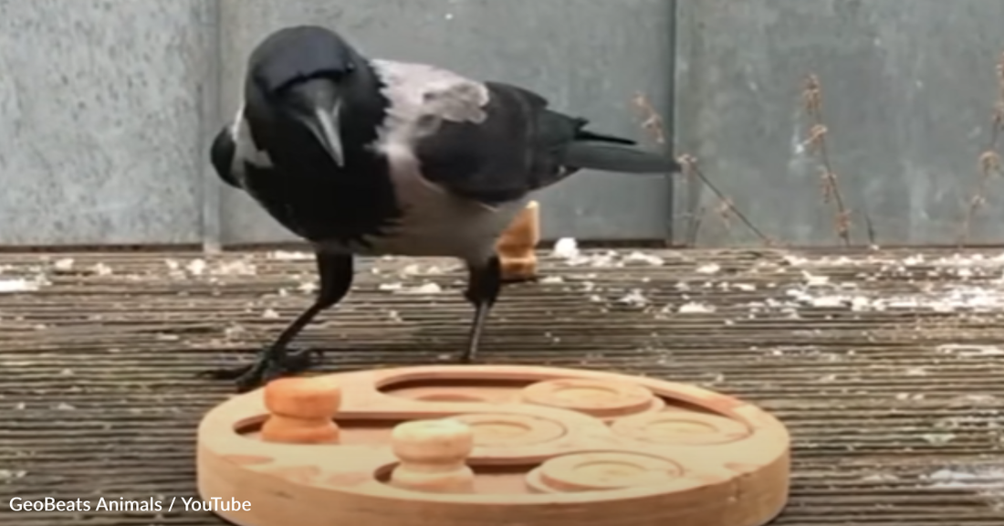 Wild Crow Loves Visiting Woman Who Plays Puzzle Games With Him