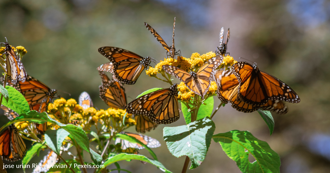 How To Get Free Milkweed Seeds And Help Monarch Butterflies