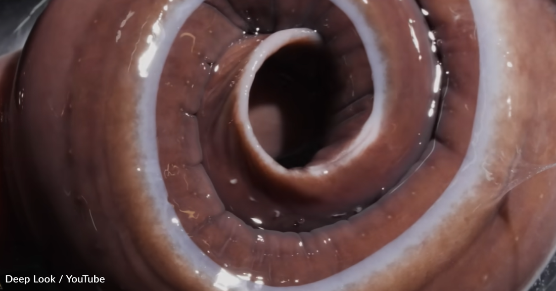 Did You Know Hagfish Use Slime to Suffocate Their Prey?