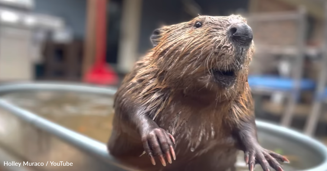 Rescue Beaver Stays Hard At Work To Keep Her Little Pool Clean