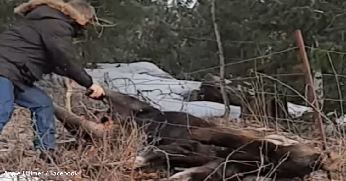 Couple Stops To Save Moose Trapped In A Wire Fence