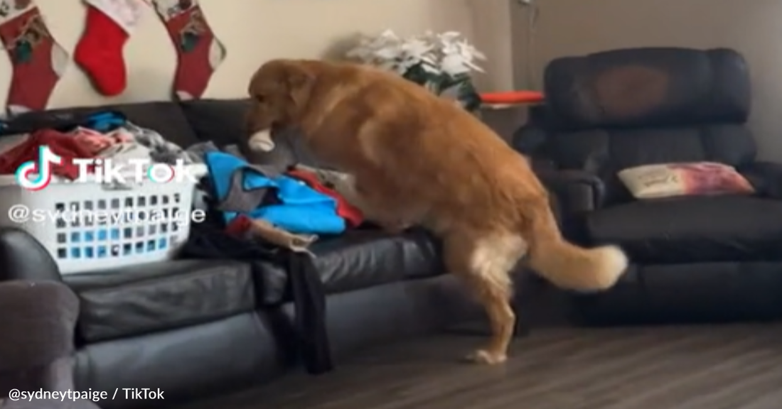 Golden Retriever Refuses To Let A Pile Of Laundry Get In His Way