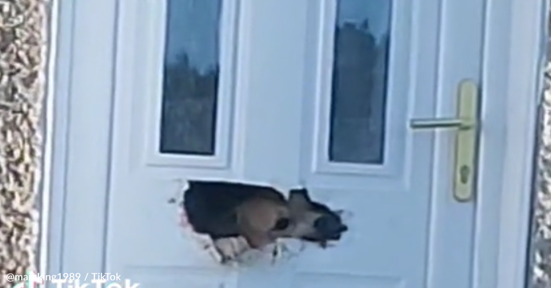 Dog Chews Through Front Door Letter Box In An Attempt To Escape