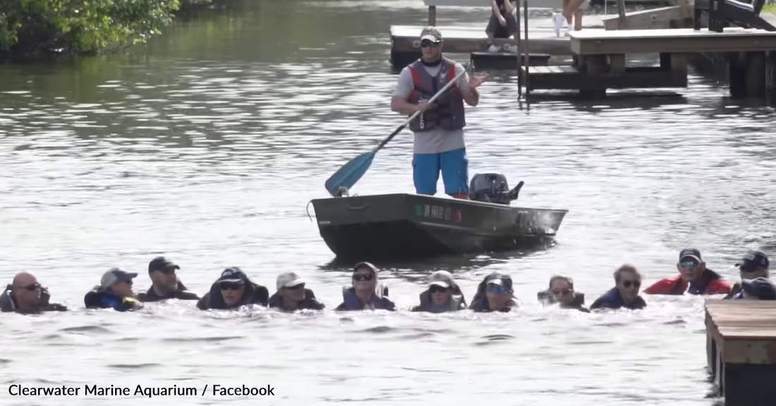 28 People Team Up To Rescue Dolphin Trapped In Florida Creek