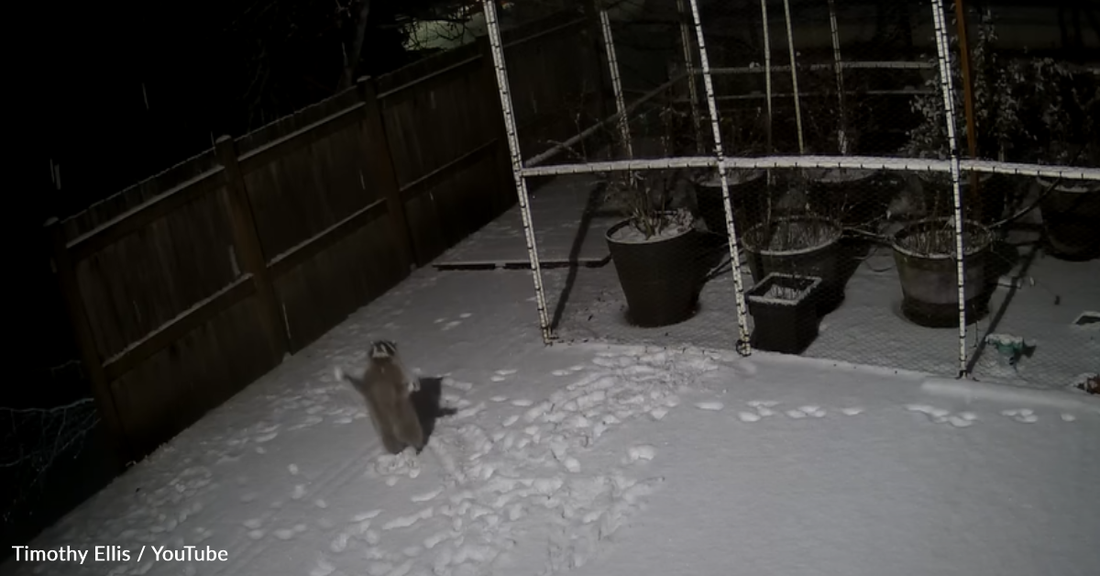 Security Camera Films Raccoon Having A Blast Catching The Snow