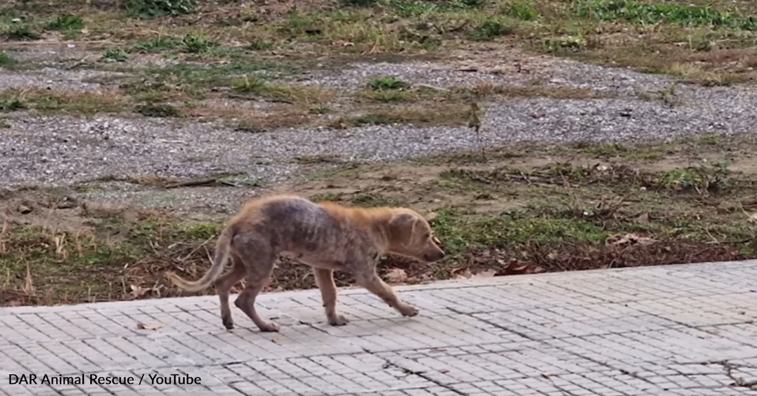 Stray Dog Covered In Scabies Makes His Way To The Front Of A Hospital