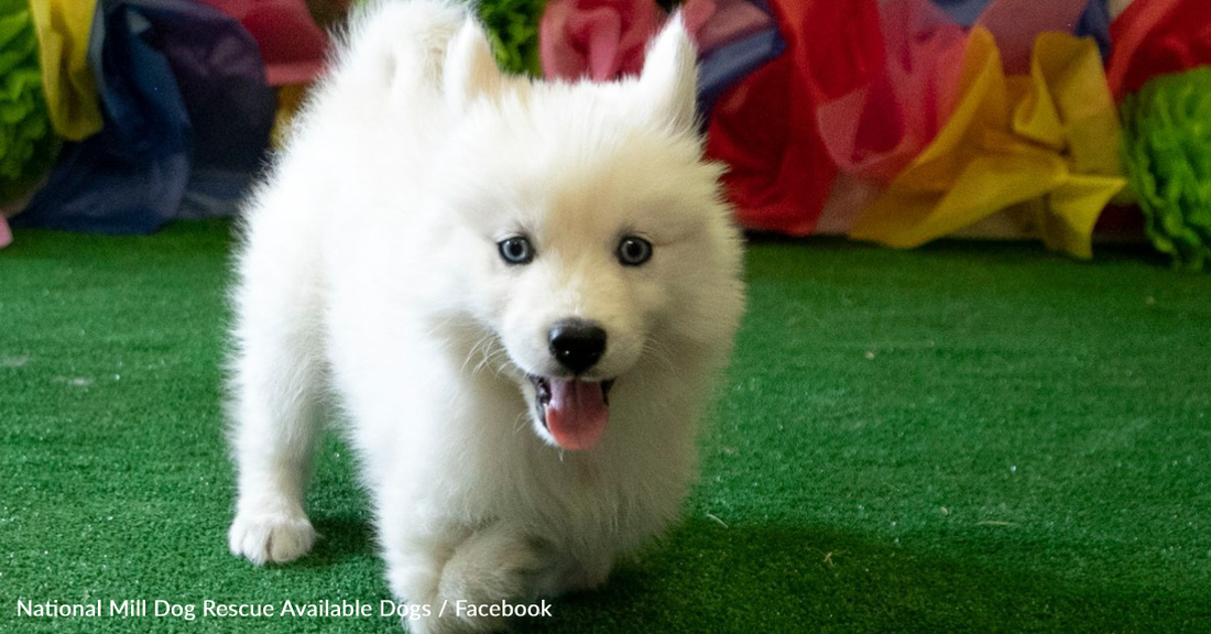 Husky Born With Rare "Flipper Feet" Searches For A Forever Family