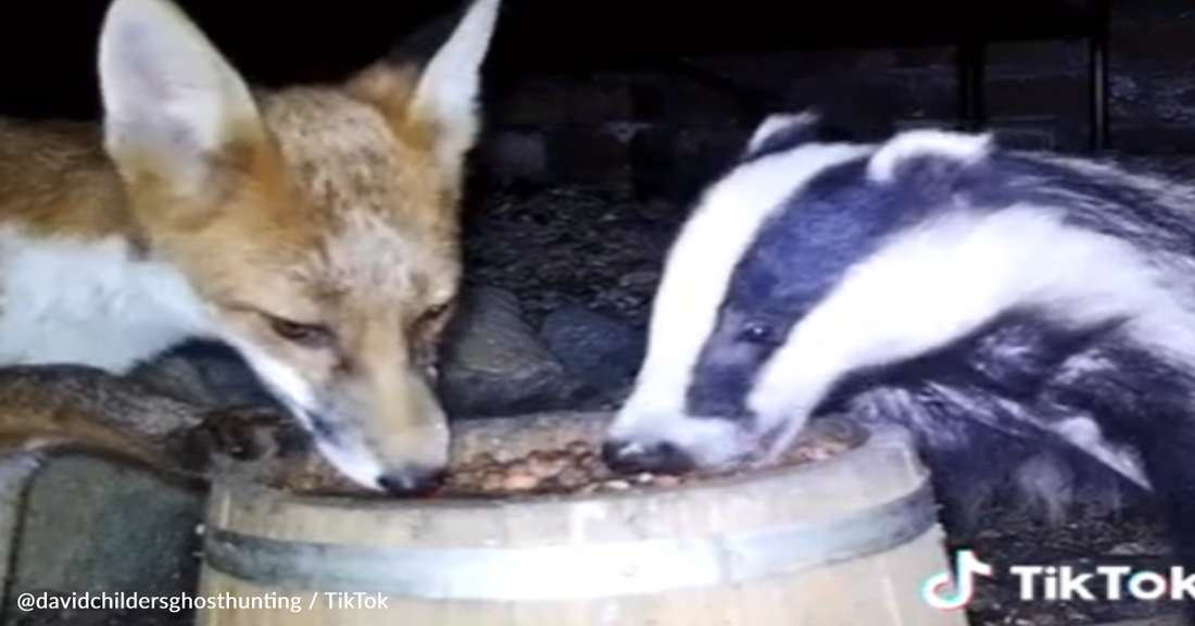 Fox And Badger Caught On Video Sharing Midnight Meal Together