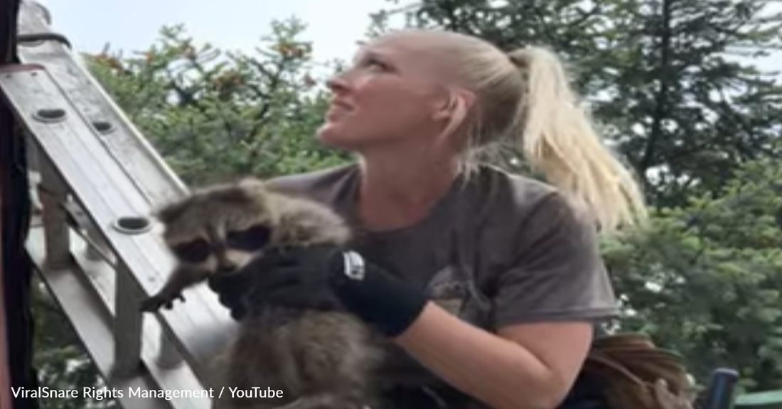 Wildlife Rehabilitator Moves Baby Raccoons To Reunite Them With Mom