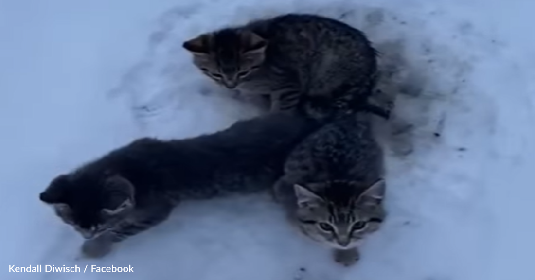 Oil Workers Finds Tiny Kittens Frozen Into The Snow And Saves Every One