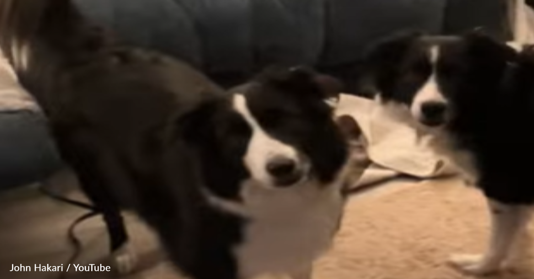 Young Border Collie Fetches Senior Dog When It's Time For A Walk