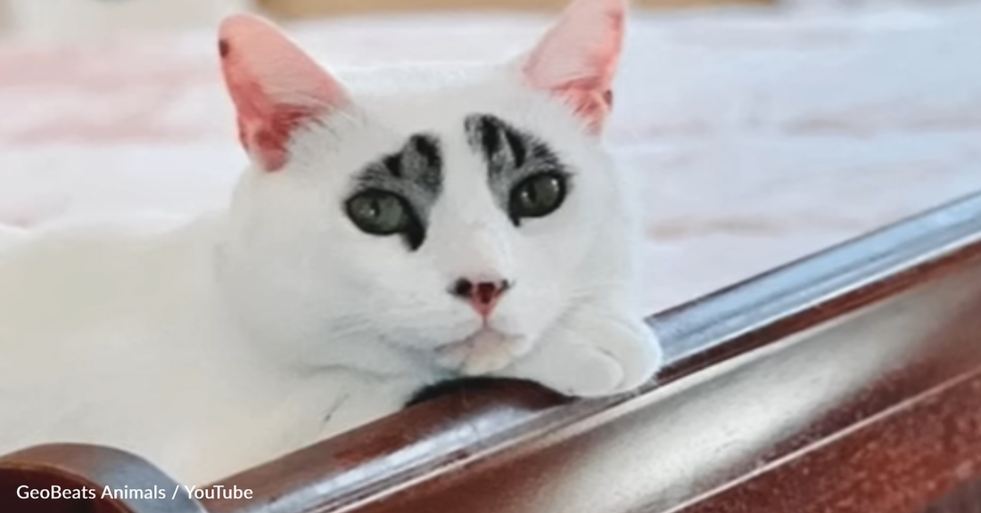 People Can't Get Enough Of This Rescue Cat's Expressive Eyebrows