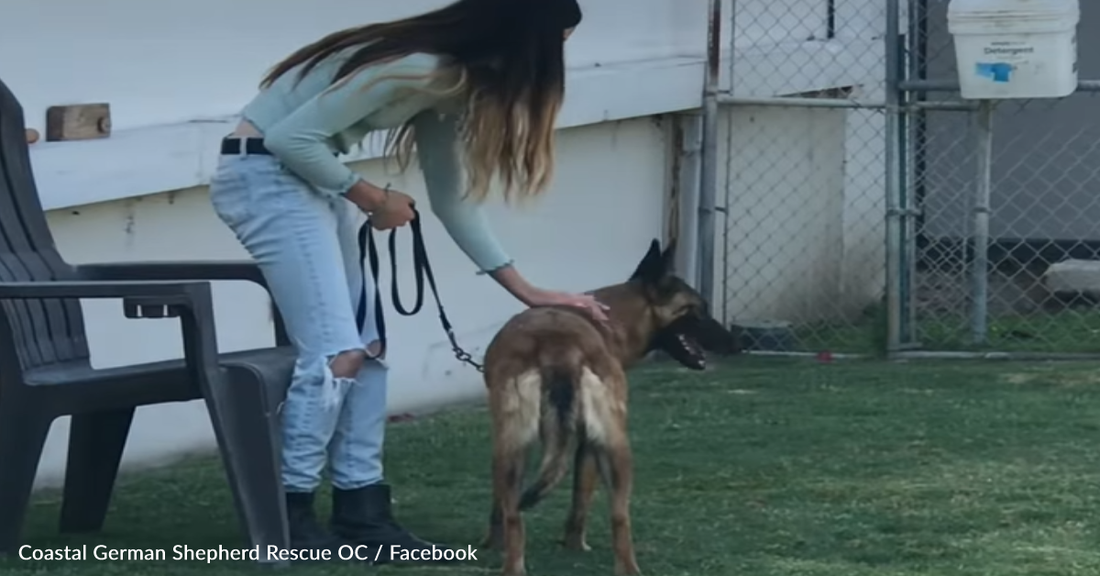 Timid Dog Slated For Euthanasia Learns To Trust People For The Very First Time