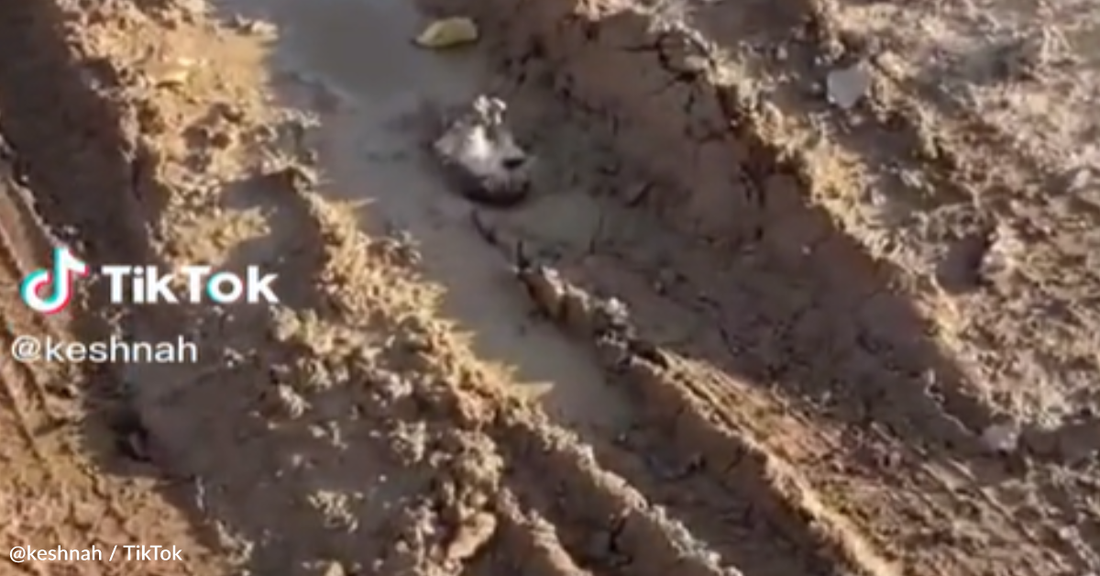 Man Sees Something Hiding In The Mud And Stops To Investigate