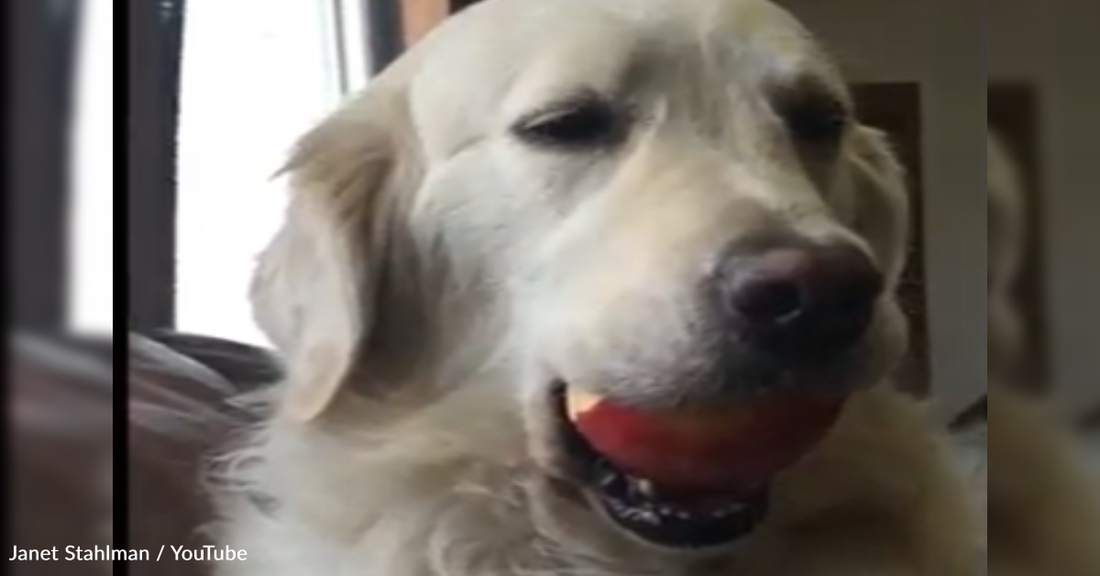 Owner Catches Guilty Golden Retriever Stealing An Apple