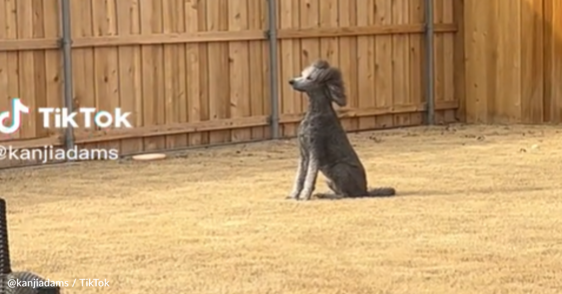 Beautiful Poodle Strikes A Majestic Pose While Playing In The Yard