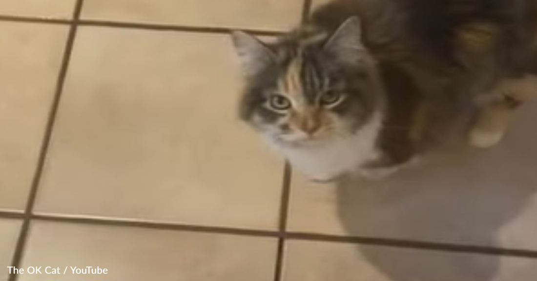 Agreeable Cat Can't Help But Say "OK" To Every Question