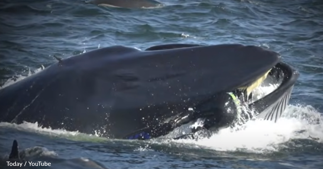 Man Recalls Hallowing Moment He Was Swallowed By A Whale