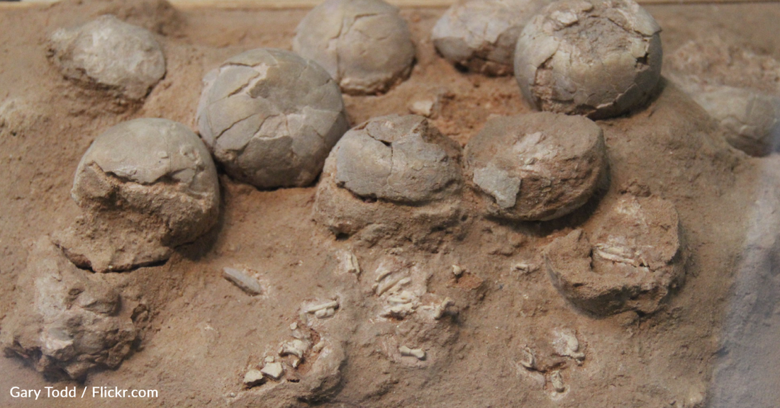 Scientists Discover Hundreds Of Dinosaur Eggs In India