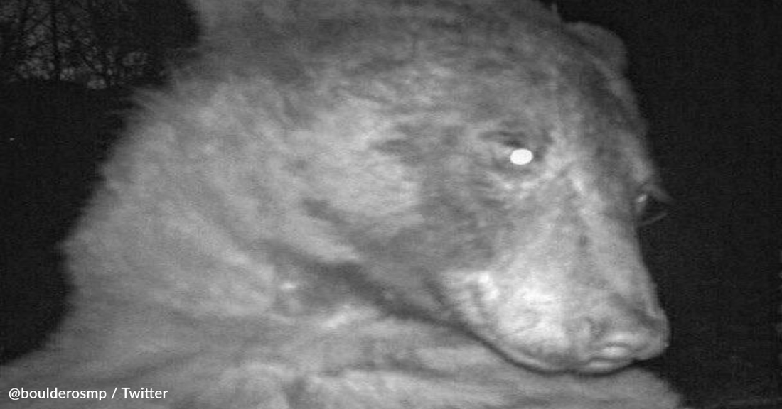 Bears Caught Using A Trail Cam To Take Selfies