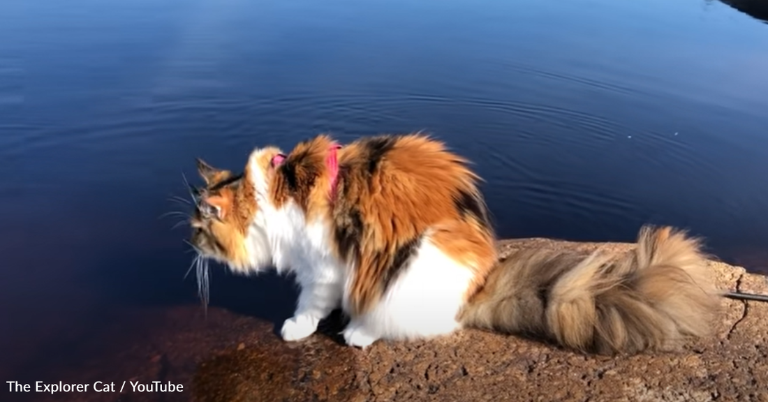 Maine Coon Cat Reluctantly Braves The Water And Swims To Her Owner