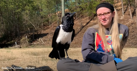 Rescue Crow Thinks He's A Tiny Human