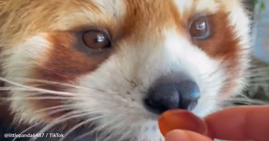 Watch Red Panda Being Hand-Fed Snacks By Gentle Caretaker