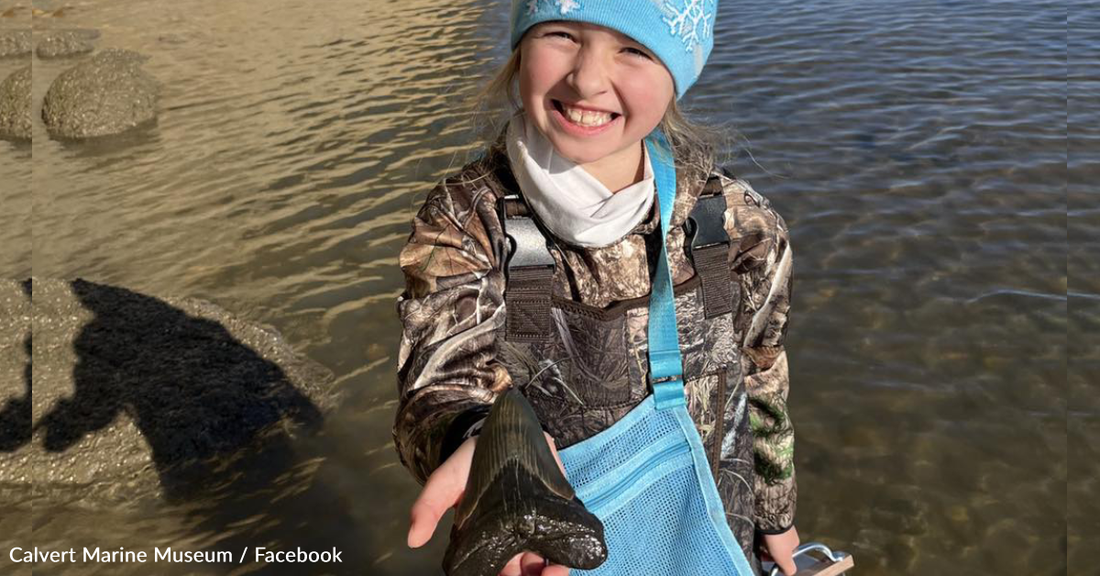 9-Year-Old Finds Massive Megalodon Tooth On Maryland Beach