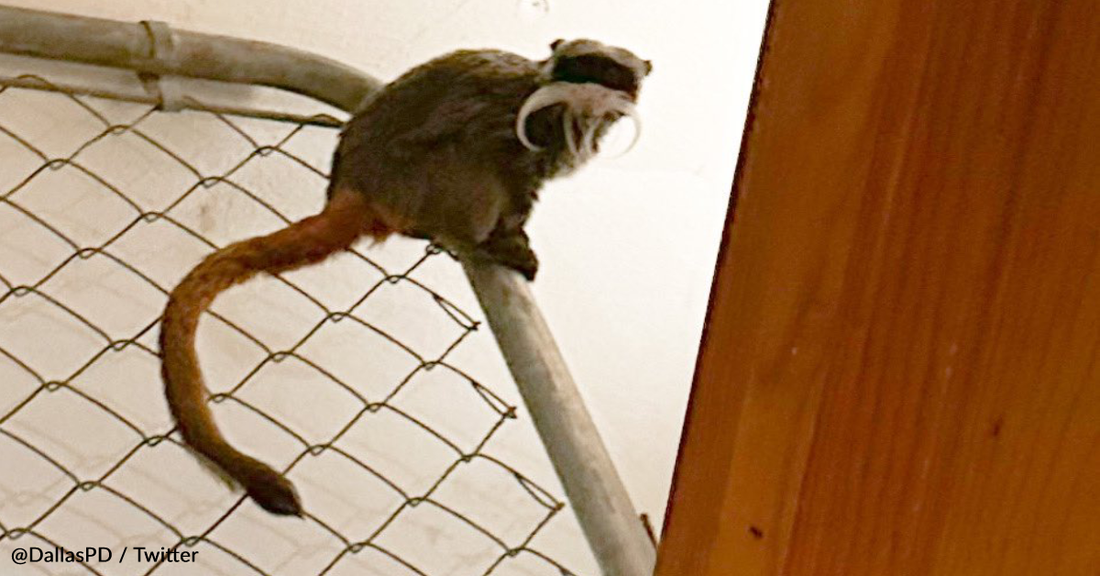 Police Find Stolen Monkeys From Dallas Zoo In Closet Of Abandoned Home