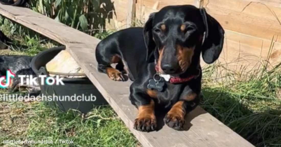 Dogs Bask In The Sun At Dachshund-Only Daycare And People Can't Get Enough