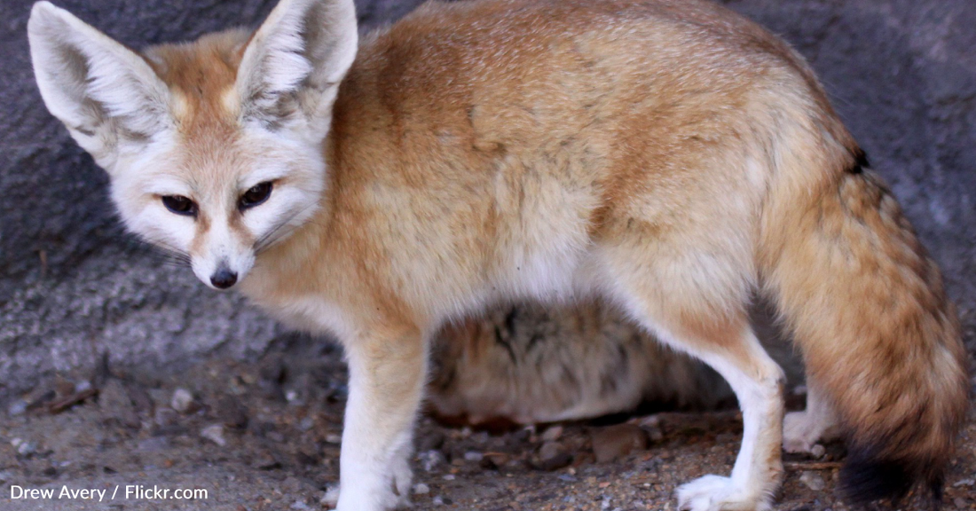 How The World's Smallest Wild Dog Survives Without Water