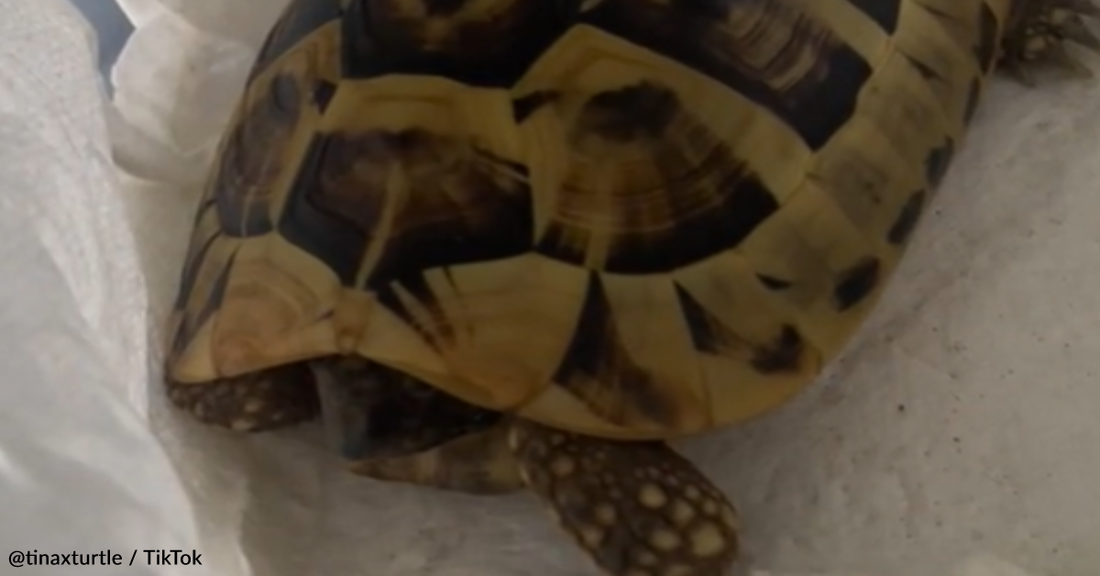 Tortoise Owner Wakes Her Pet Up From Hibernation In Freezer