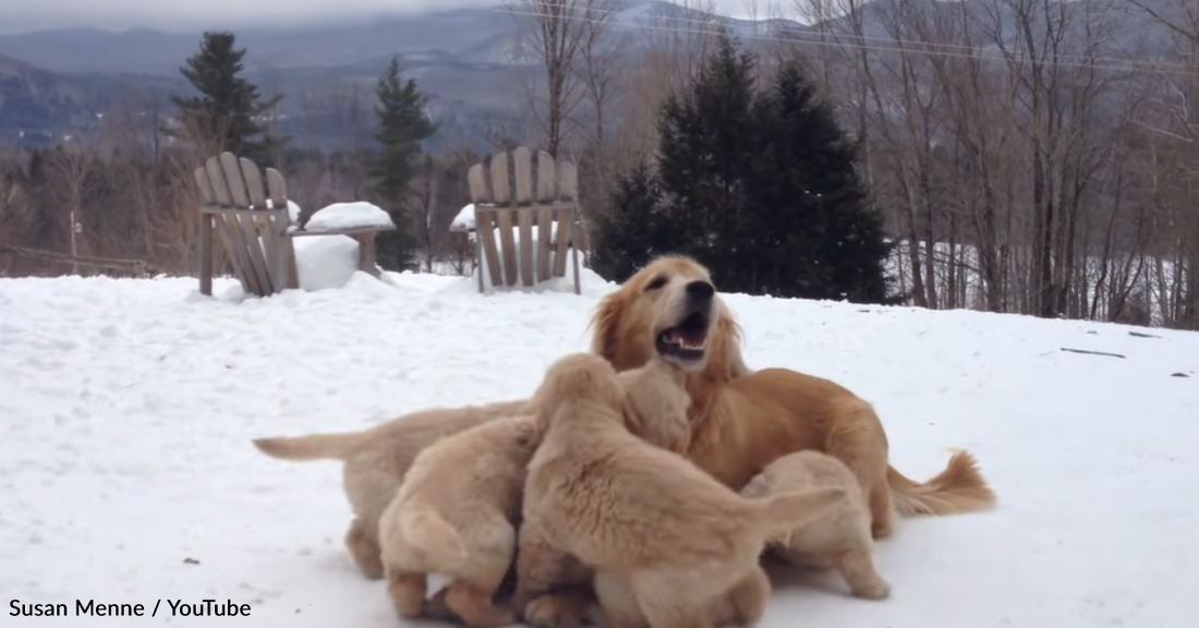 Golden Retriever Mom Teachers Her Puppies How To Play In The Snow