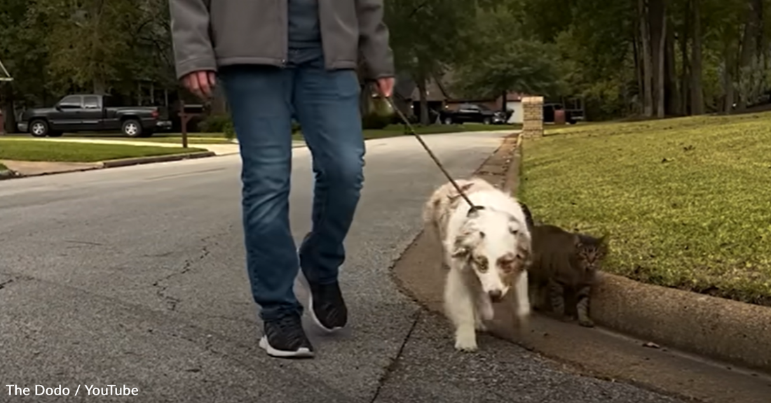 Stray Cat Follows Dog Home And The They Become Instant BFFs