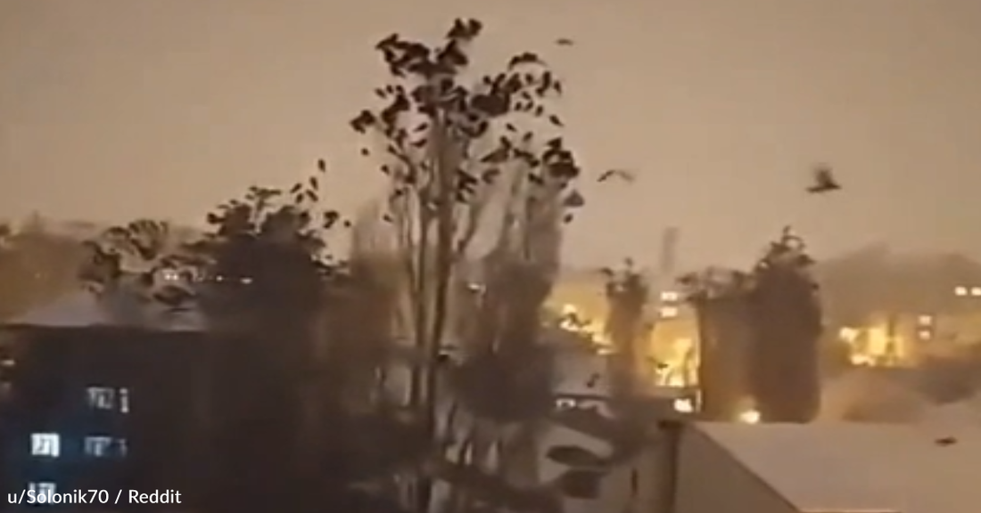 Video Reportedly Captures Birds Acting Strangely Prior To The Earthquake In Turkey