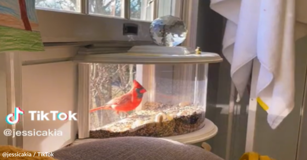 You Can Birdwatch Comfortably From Inside With An In-House Window ...