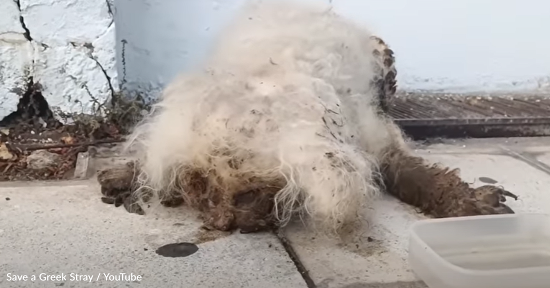 Senior Dog Buried In Mats Finds New Zest For Life When Rescuers Shave Him