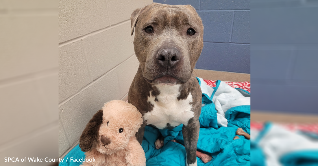 One-Eared Pit Bull Finally Finds A Dad To Call His Own