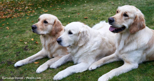 More Than 1,000 Golden Retrievers Gather For Canine Celebration In Golden, Colorado