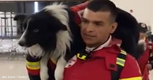 Iconic Goggle-Wearing Rescue Dogs Deploy From Mexico To Help People In Turkey