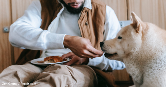 Study Suggests Table Scraps May Be Healthier Than Many Dog Foods