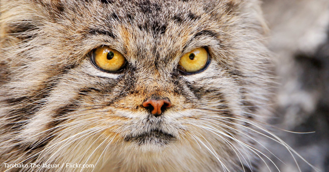 Scientists Discover Wild Cat Population Living On Mount Everest