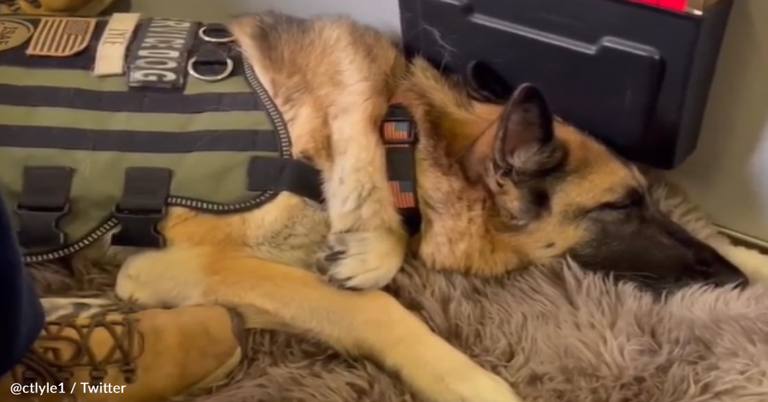 Flight Crew And Passengers Honor Service Dog On Her Final Flight Home