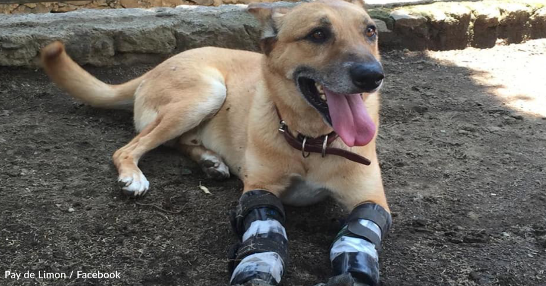 Dog Whose Paws Were Cut Off By The Mexican Drug Cartel Is Competing To Be "Pet Of The Year"